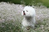 BICHON FRISE 516